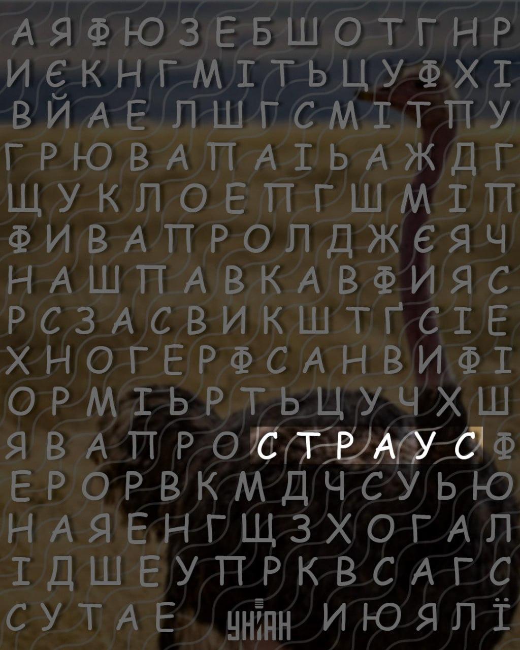 Solo le persone con un alto quoziente intellettivo riescono a trovare la parola 'struzzo' in 10 secondi: un difficile rompicapo Solo le persone con un alto quoziente intellettivo possono trovare la parola 'struzzo' in 10 secondi: un difficile gioco di enigmistica