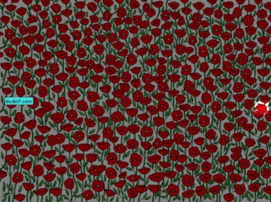 Solo i super attenti troveranno il granchio nell'immagine: prova il tuo QI in 25 secondi