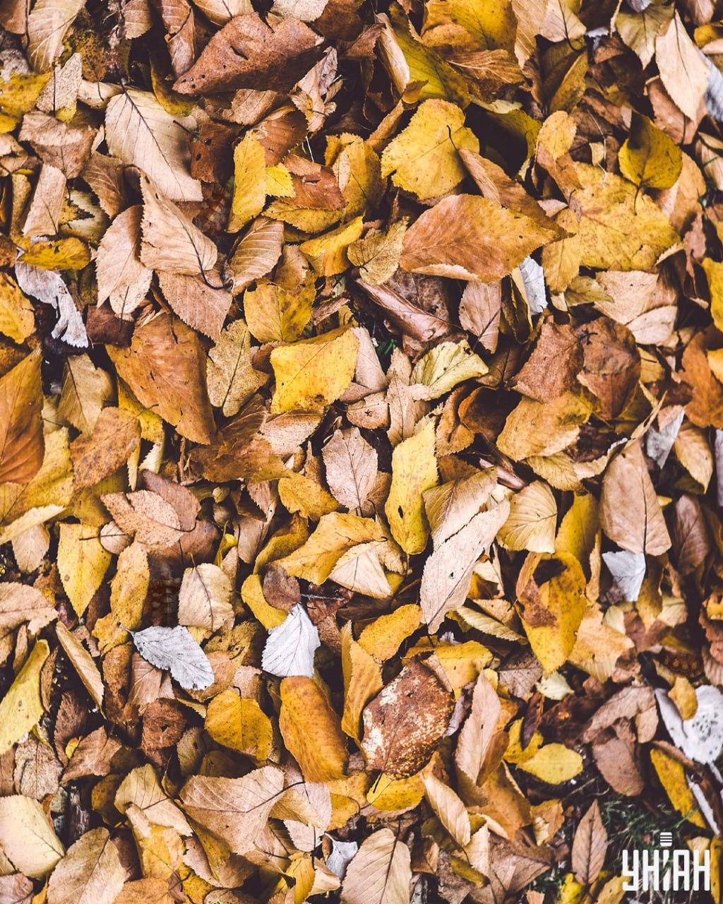 Trova le tartarughe tra le foglie / collage Moje