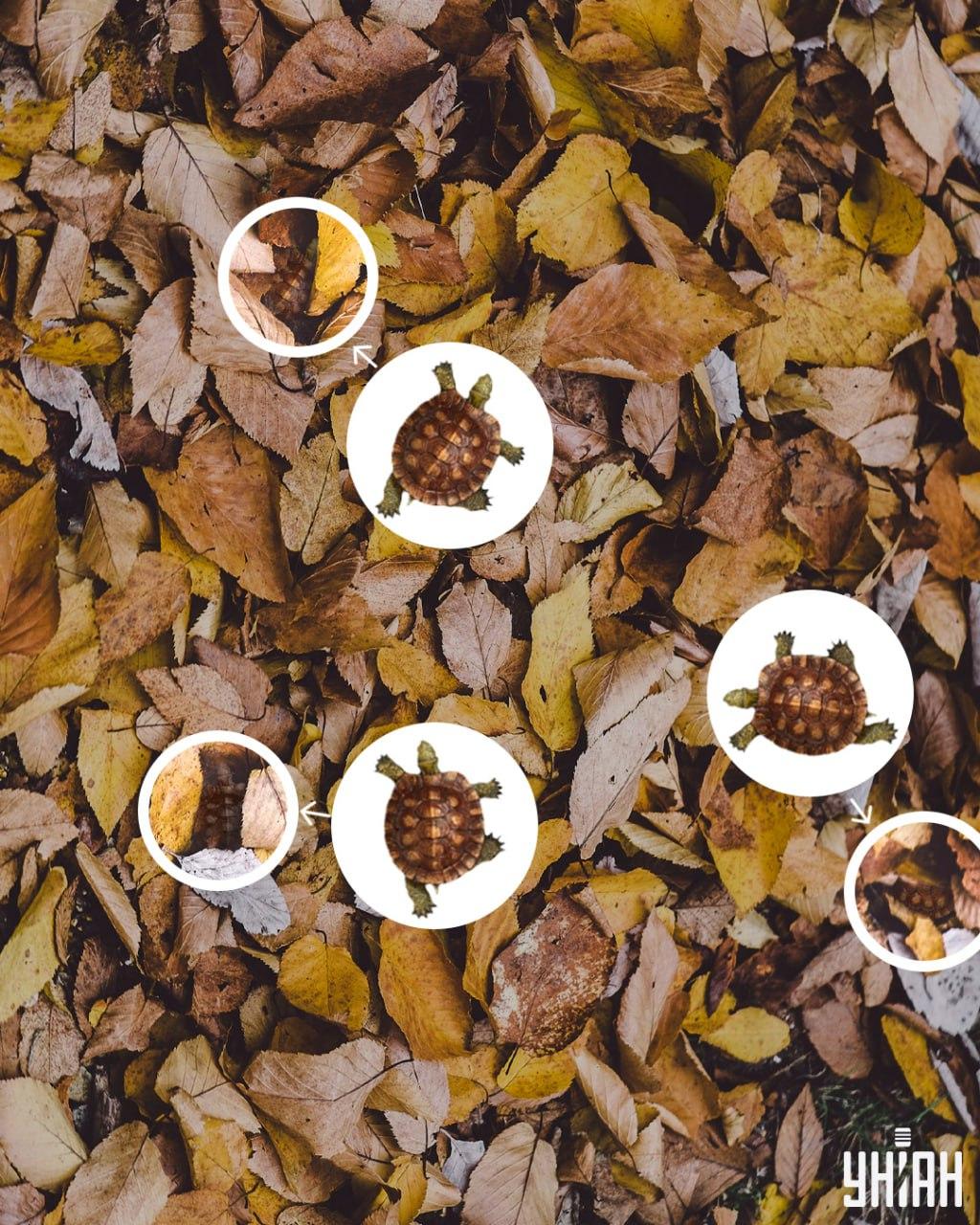 I gusci delle tartarughe possono essere facilmente scambiati per foglie ingiallite / collage Moje