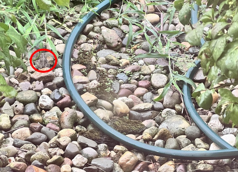 Svelare l'illusione ottica