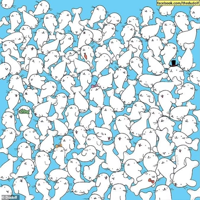 Un rompicapo per chi ha una vista acuta: trovare il marshmallow tra i sigilli in 11 secondi