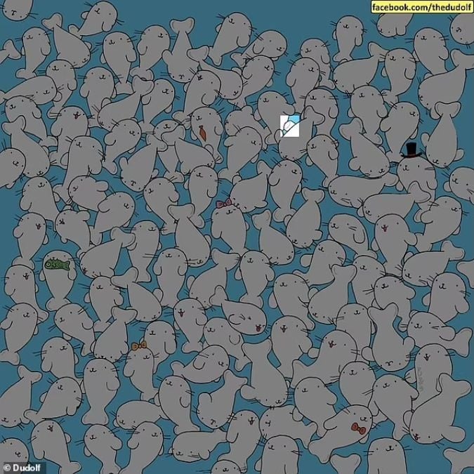 Un rompicapo per persone con la vista acuta: trovare il marshmallow tra le foche in 11 secondi