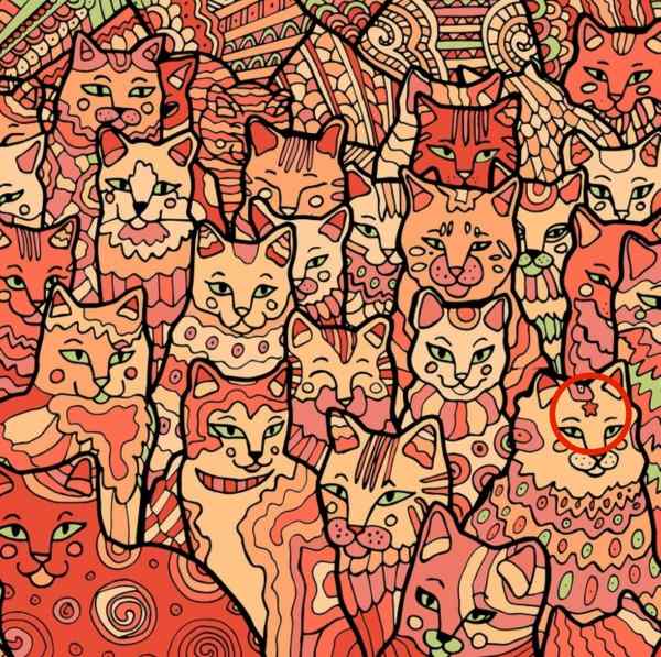 Illusione ottica per persone con una vista d'aquila: bisogna trovare una stella tra i gatti