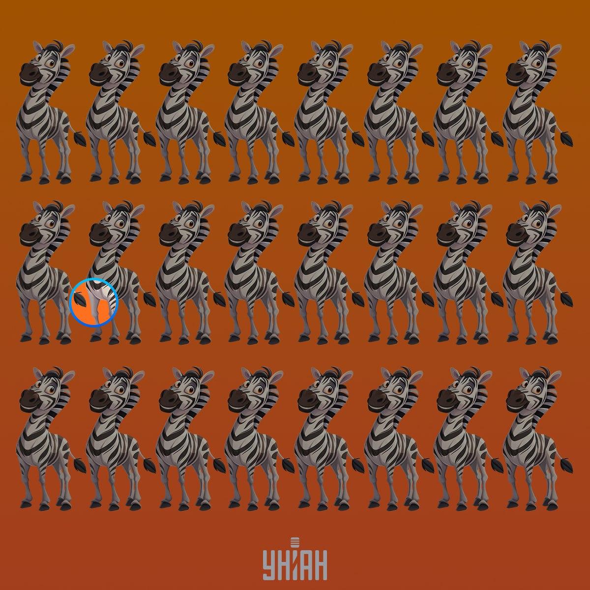 Una strana zebra era nella seconda riga dall'alto / collage Moje