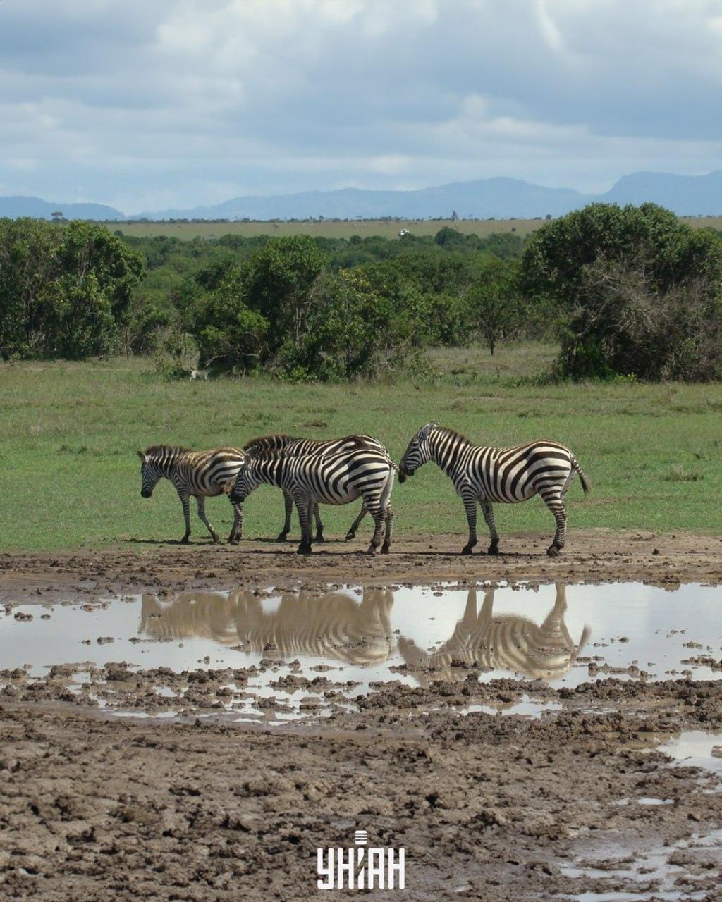 È necessario trovare il cane in tempo / collage con foto Moje