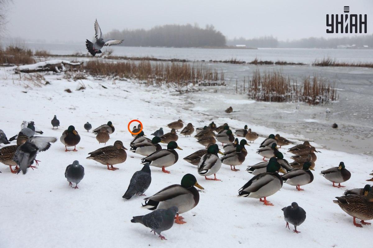Un passero si nascondeva vicino al centro di illusione ottica / collage con foto Moje