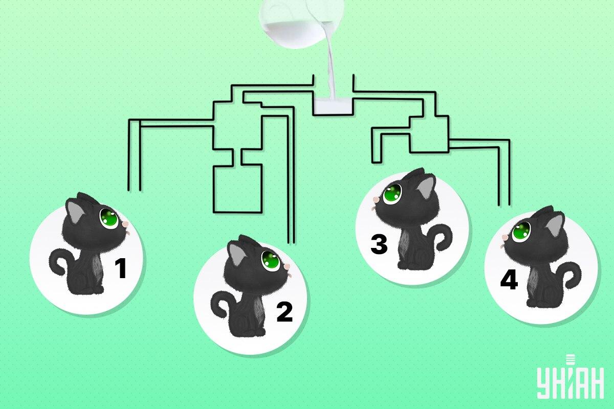 Trova il gatto che beve per primo il latte / collage Moje