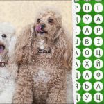 Devi avere gli occhi di un'aquila per trovare la parola "barboncino" in 10 secondi: un rompicapo impegnativo Devi avere gli occhi di un’aquila per trovare la parola