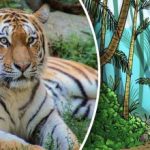 Illusione ottica per unicum: bisogna trovare una tigre nella foresta in 9 secondi Illusione ottica per unicum: bisogna trovare una tigre nella foresta
