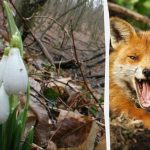 L'illusione ottica vi mostrerà q è il vostro quoziente intellettivo: dovete trovare una volpe nella foresta in 9 secondi L’illusione ottica vi mostrerà q è il vostro quoziente intellettivo: