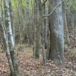 Rebus per chi ha una vista eccellente: bisogna trovare una