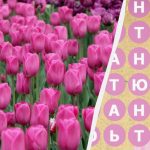 Solo il 2% delle persone trova la parola "tulipano" in 8 secondi: un puzzle sorprendente Solo il 2% delle persone trova la parola “tulipano” in