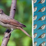 Solo le persone con occhi d'aquila possono trovare la parola "usignolo" in 12 secondi: un difficile gioco di enigmistica Solo le persone con occhi d’aquila possono trovare la parola