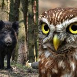 Solo le persone con un QI elevato troveranno il gufo