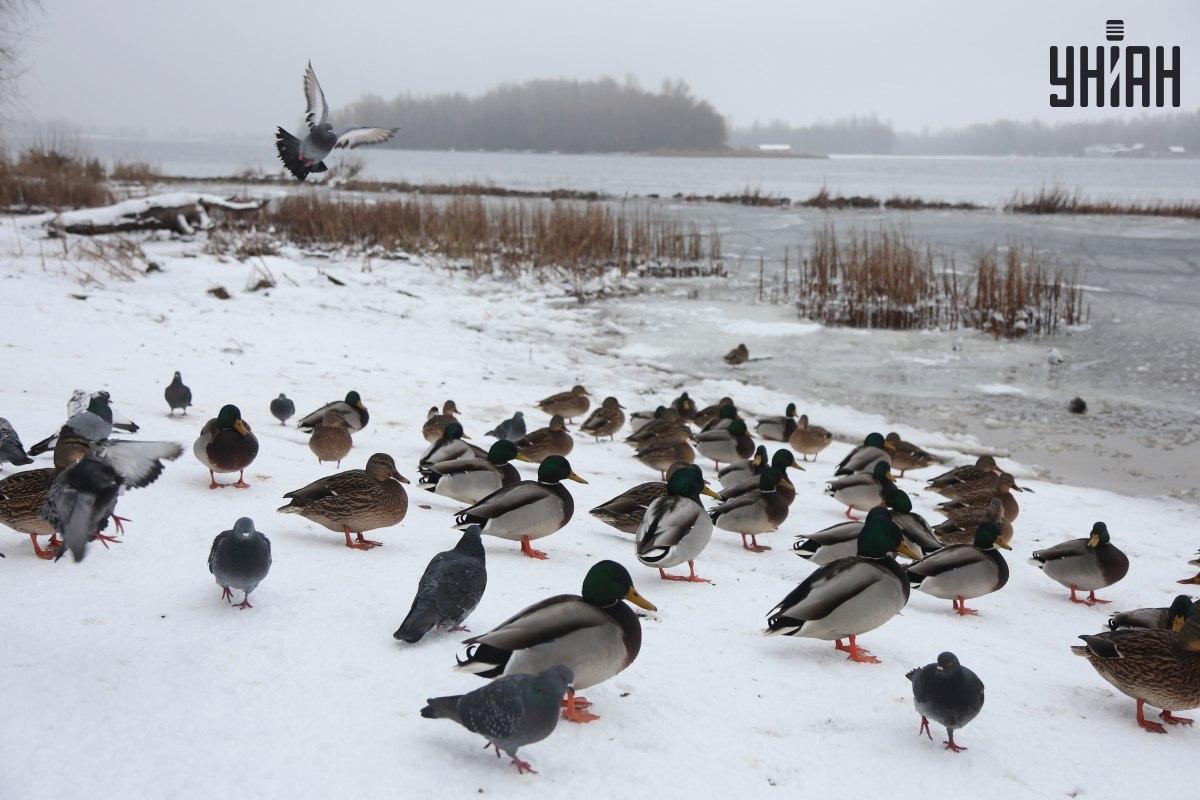 Trovare un passero in pochi secondi / collage con foto Moje