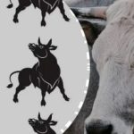 Solo un genio dell’enigmistica può farlo: trovare il toro “speciale”