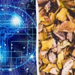 Test del QI con trucco rapido: trovare tre tartarughe tra