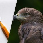 Trova l’aquila in 8 secondi: un’ingegnosa illusione ottica per il