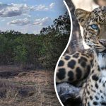 Trovare un leopardo nella giungla in 8 secondi: il modo migliore per testare la vostra attenzione Trovare un leopardo nella giungla in 8 secondi: il modo