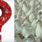 Tutti vedono i piccioni, ma tu devi trovare un gabbiano orgoglioso in 10 secondi: un test del QI Tutti vedono i piccioni, ma tu devi trovare un gabbiano