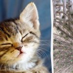 Tutti vedono un pavone e solo le persone con un