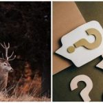 Un rompicapo per gli occhi più acuti: solo pochi riusciranno